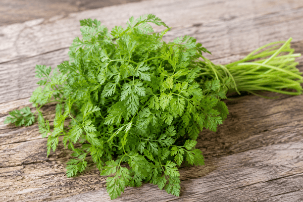 Le cerfeuil : tout savoir sur cette fine herbe au parfum anisé