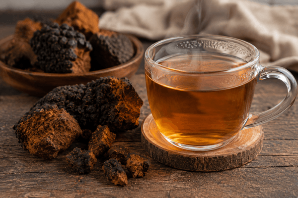 Infusion au chaga