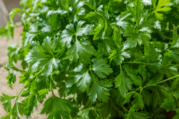 Persil plat : à savoir sur cette herbe incontournable