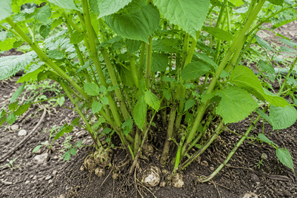 Topinambour plante